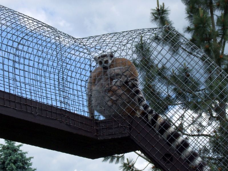 Wycieczka do ZOO Safari w Czechach