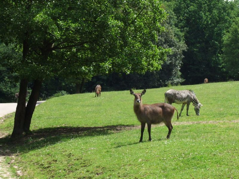 Wycieczka do ZOO Safari w Czechach